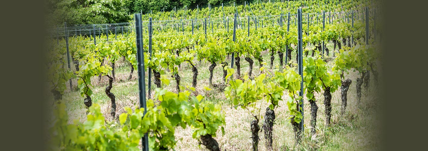 startseite slider - schauf-katharinenhof.de