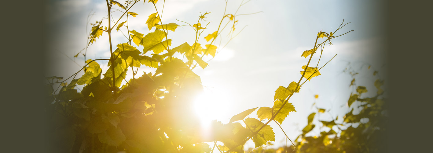 startseite slider - schauf-katharinenhof.de